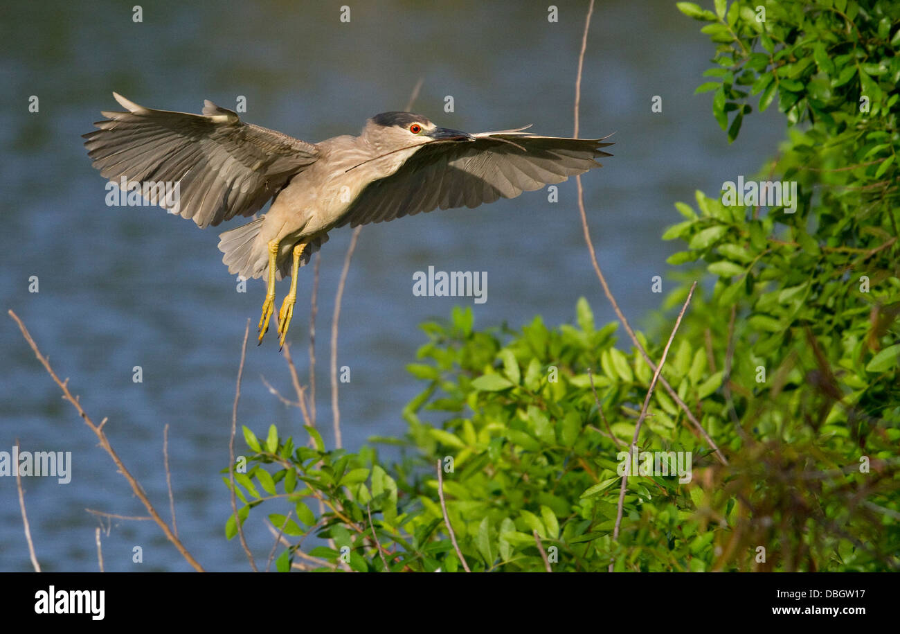Schwarz-GEKRÖNTER NACHTREIHER (Nycticorax Nycticorax) im Flug mit Verschachtelung Material, Venedig Rookery, Florida, USA. Stockfoto