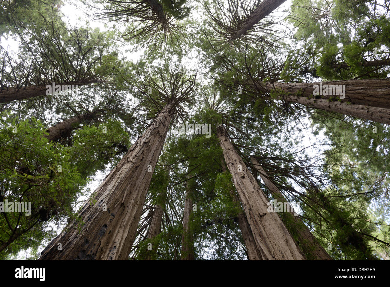 Coast Redwood Grove, Sequoia Sempervirens, von unten, Muir Woods, nördlichen CA Stockfoto