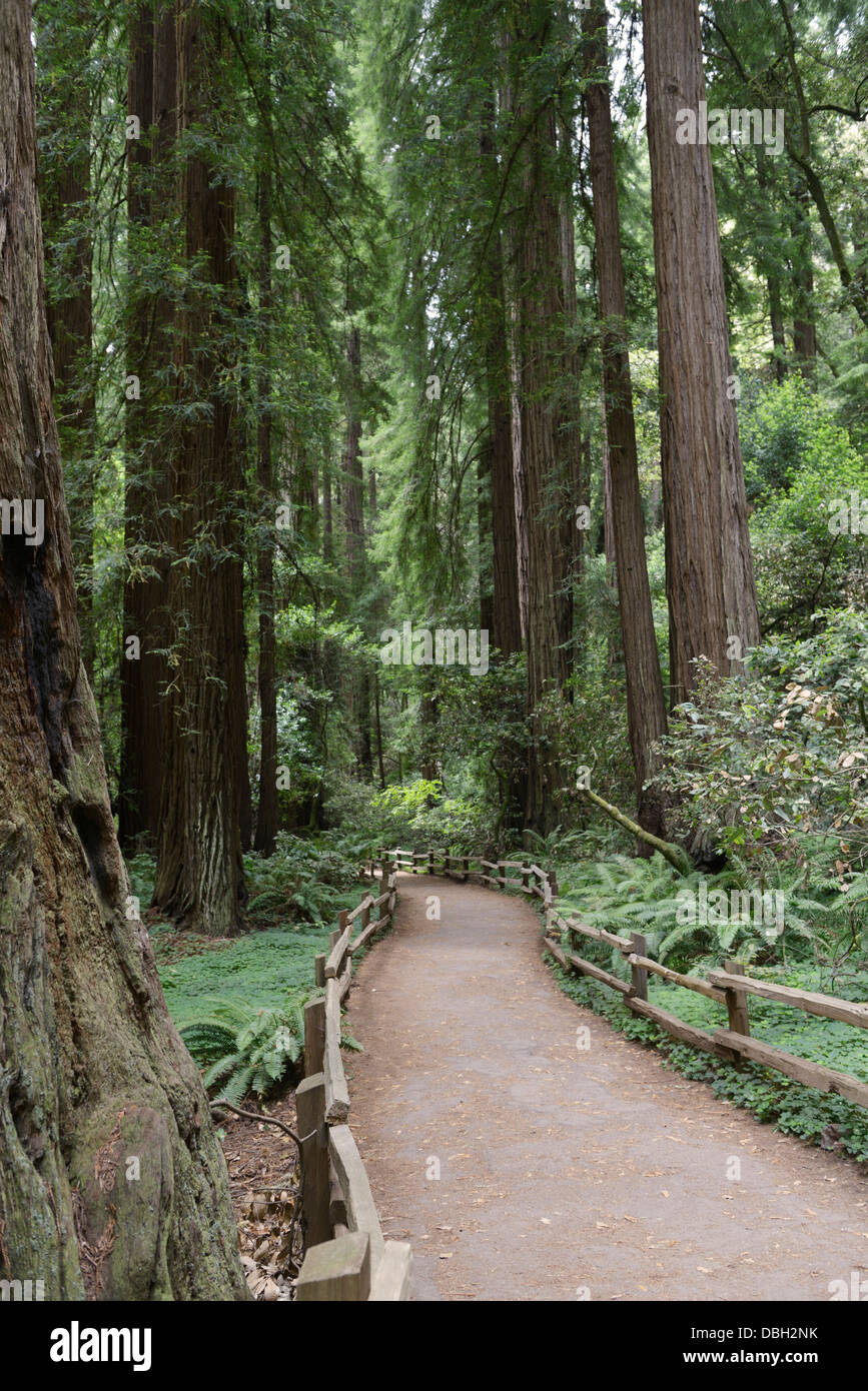 Trail durch Wald von Coast Redwoods, Sequoia Sempervirens, Muir Woods National Monument Stockfoto