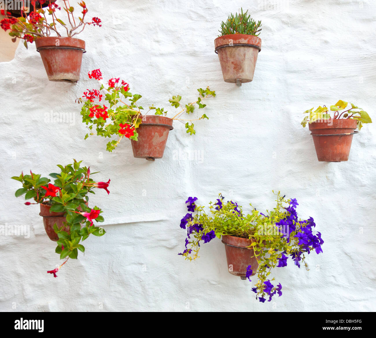 Terrakottavasen mit bunten Blumen, weiße Wand hängen. Stockfoto