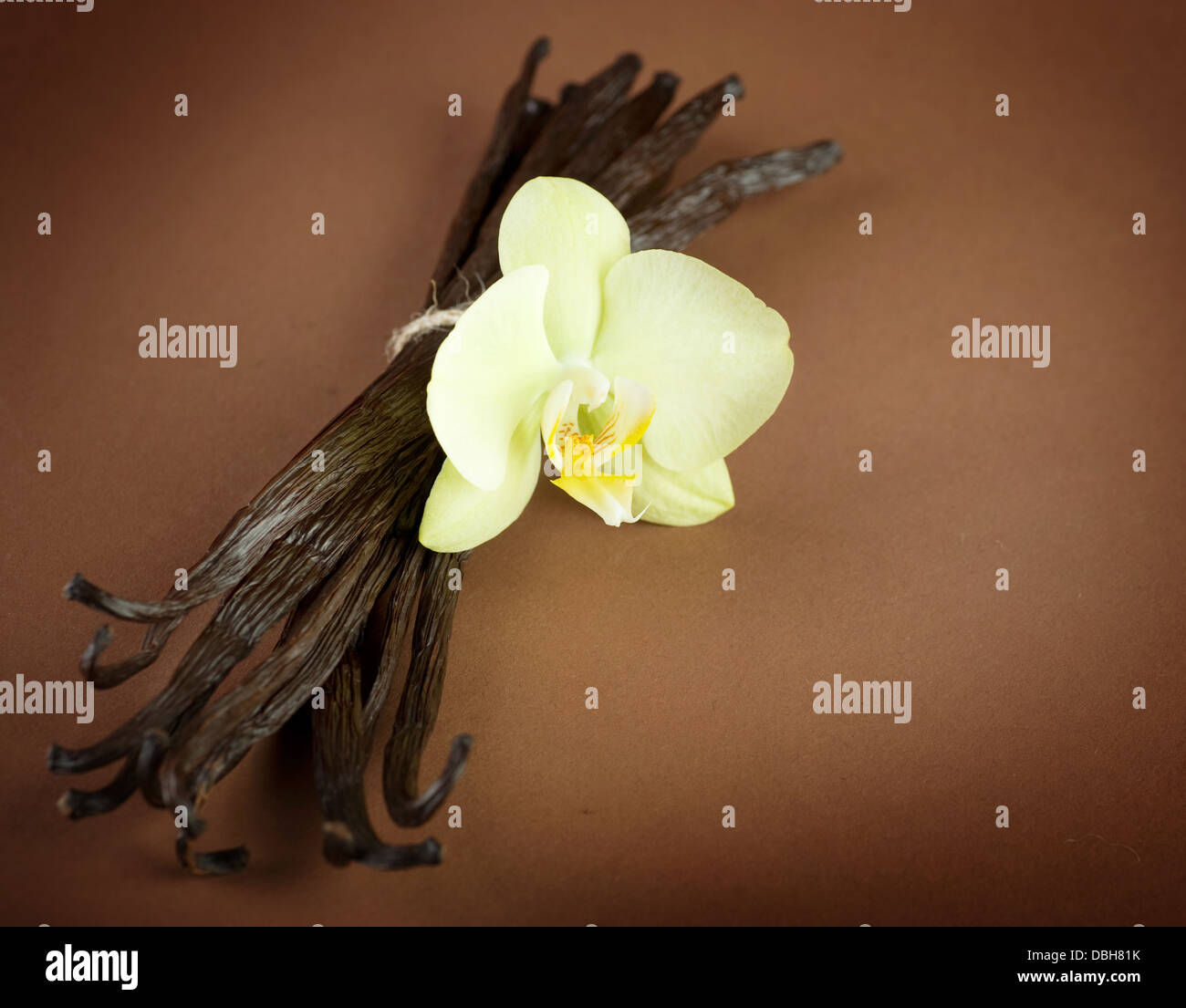 Echte vanille blüte -Fotos und -Bildmaterial in hoher Auflösung – Alamy