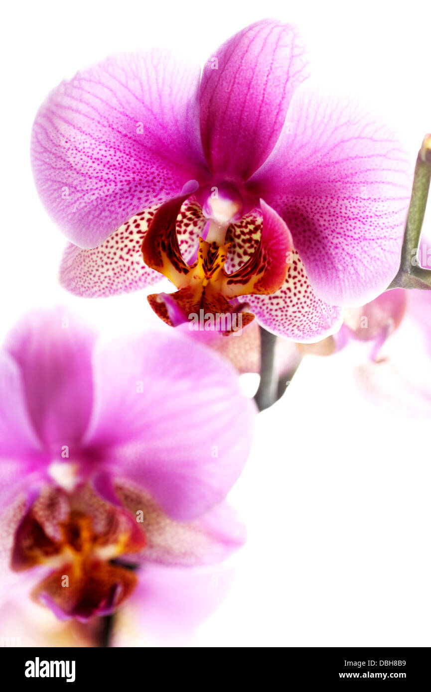 Schöne rosa Orchidee Stockfoto