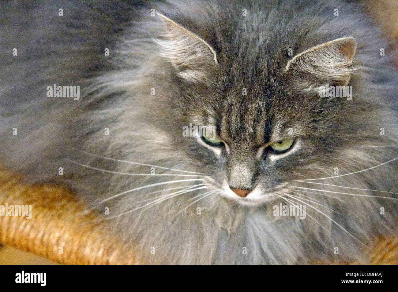 Eine langhaarige graue Katze suchen verärgert und passive aggressiv Stockfoto