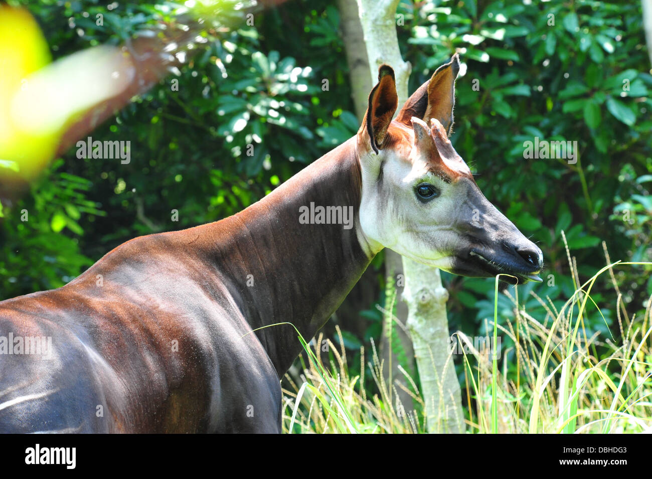 Okapi okapia johnstoni Stockfotografie Alamy