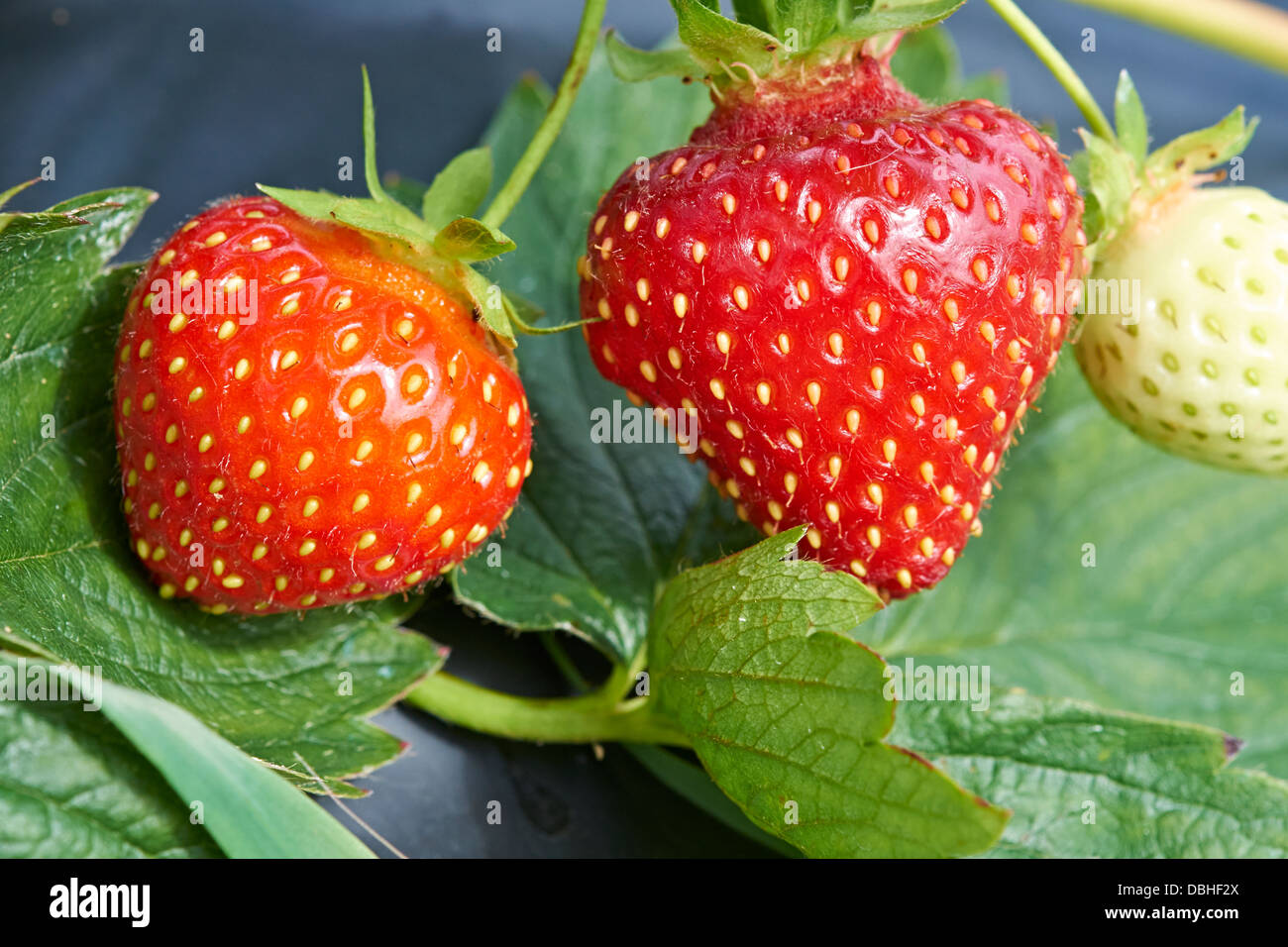 Reife frische Erdbeeren wachsen auf einer Obstplantage Stockfoto