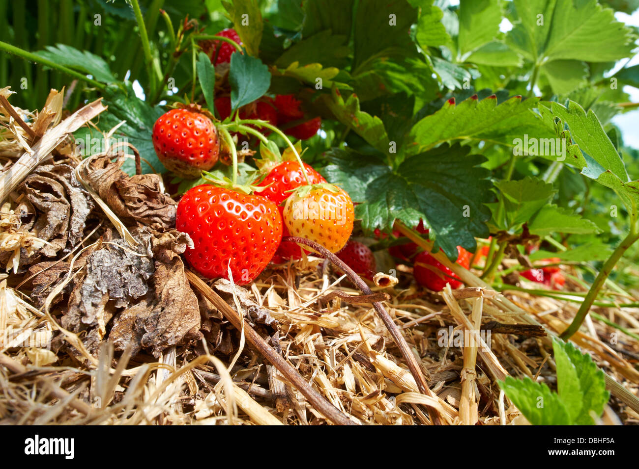 Reife frische Erdbeeren wachsen auf einer Obstplantage Stockfoto