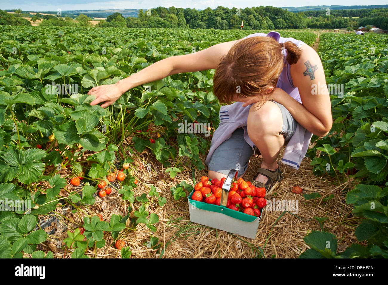 Eine Frau pflückt Reife rote Erdbeeren auf einer Obstplantage im Sommer. Stockfoto