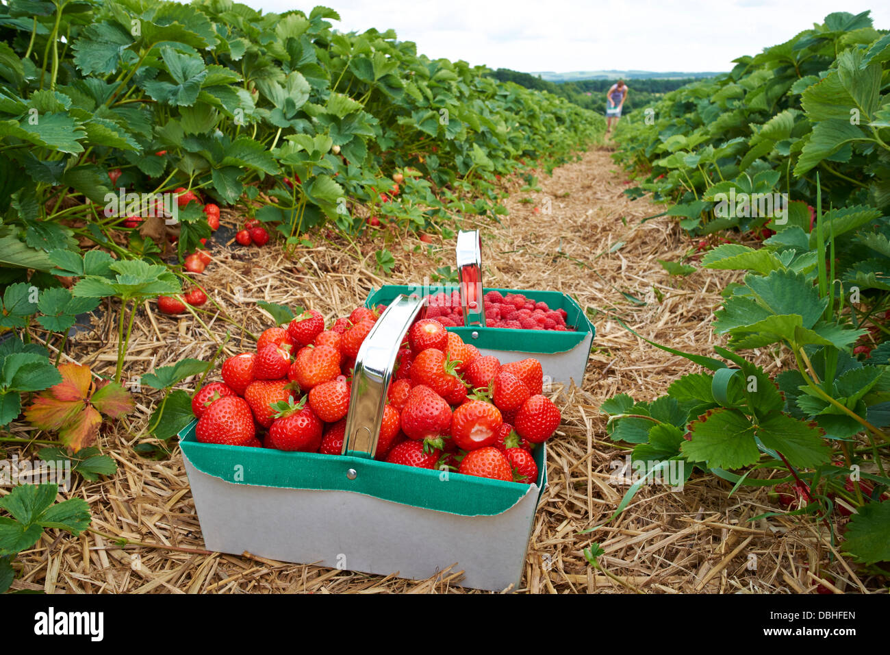 Eine Frau pflückt Reife rote Erdbeeren auf einer Obstplantage im Sommer. Stockfoto