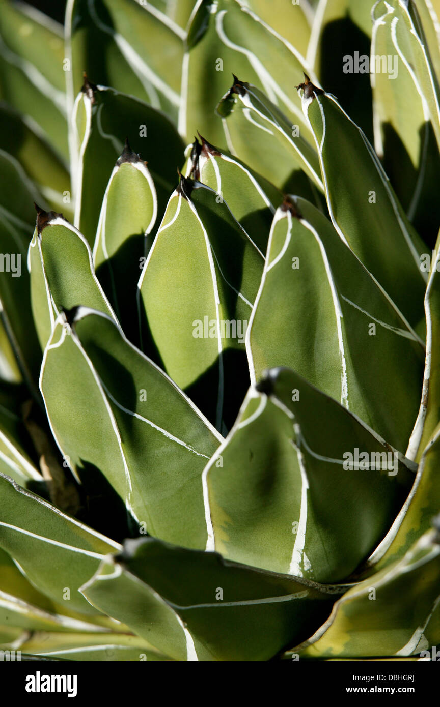 afrikanischer blauregen pflege GROW2GO Afrikanischer Blauregen Bonsai Starter Kit main image 1