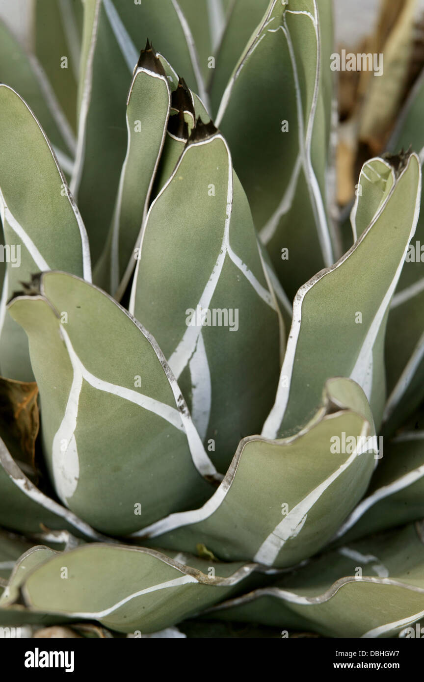 Grau-grne Agave Bltter mit weien Streifen und schwarzen Spitzen  Stockfotografie - Alamy