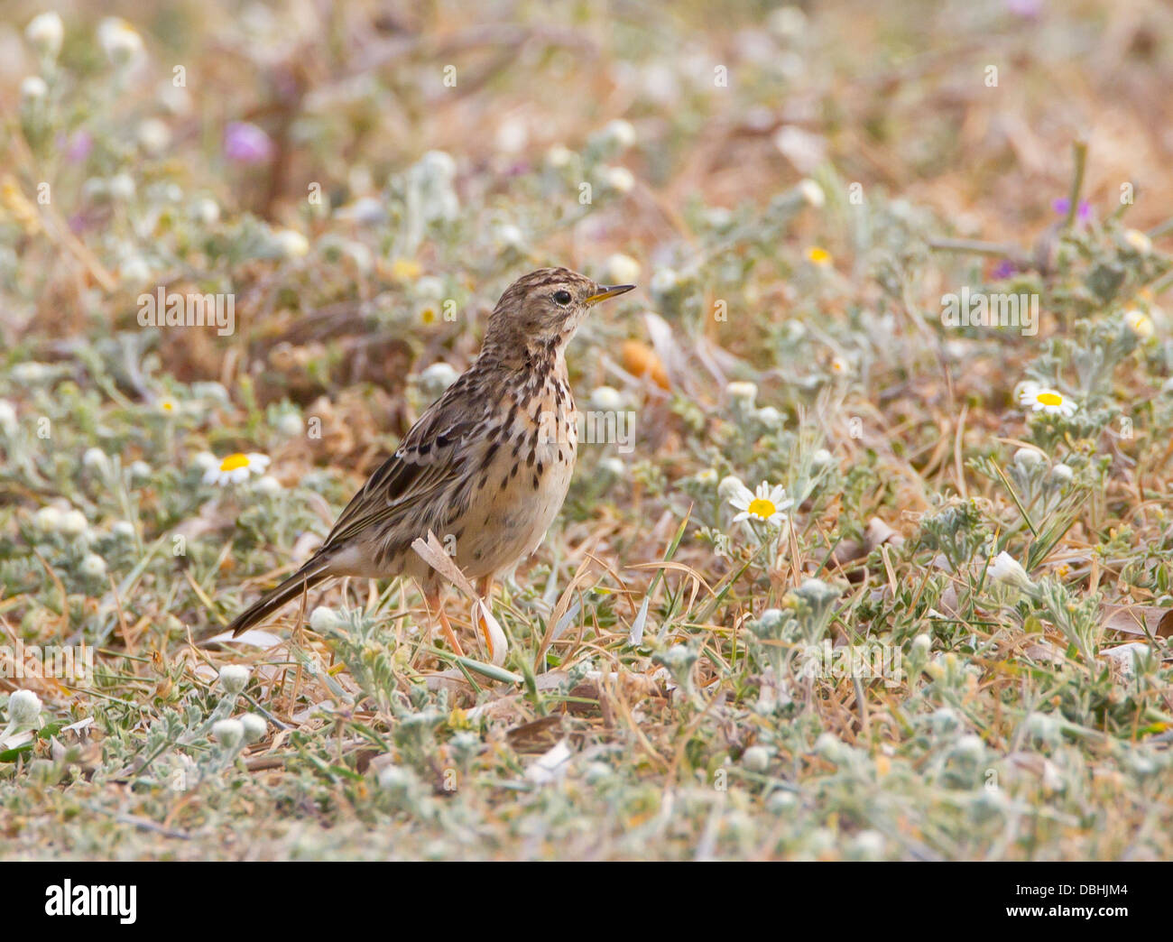 Red-throated Pieper Anthus Cervinus über Migration in Zypern Stockfoto