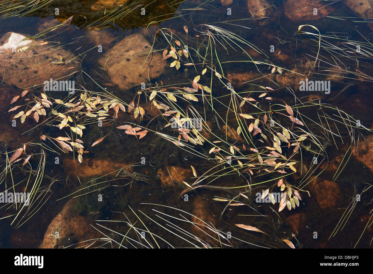 Wasserpflanzen in einem kleinen torfigen Teich hoch oben in Snowdonia. Stockfoto