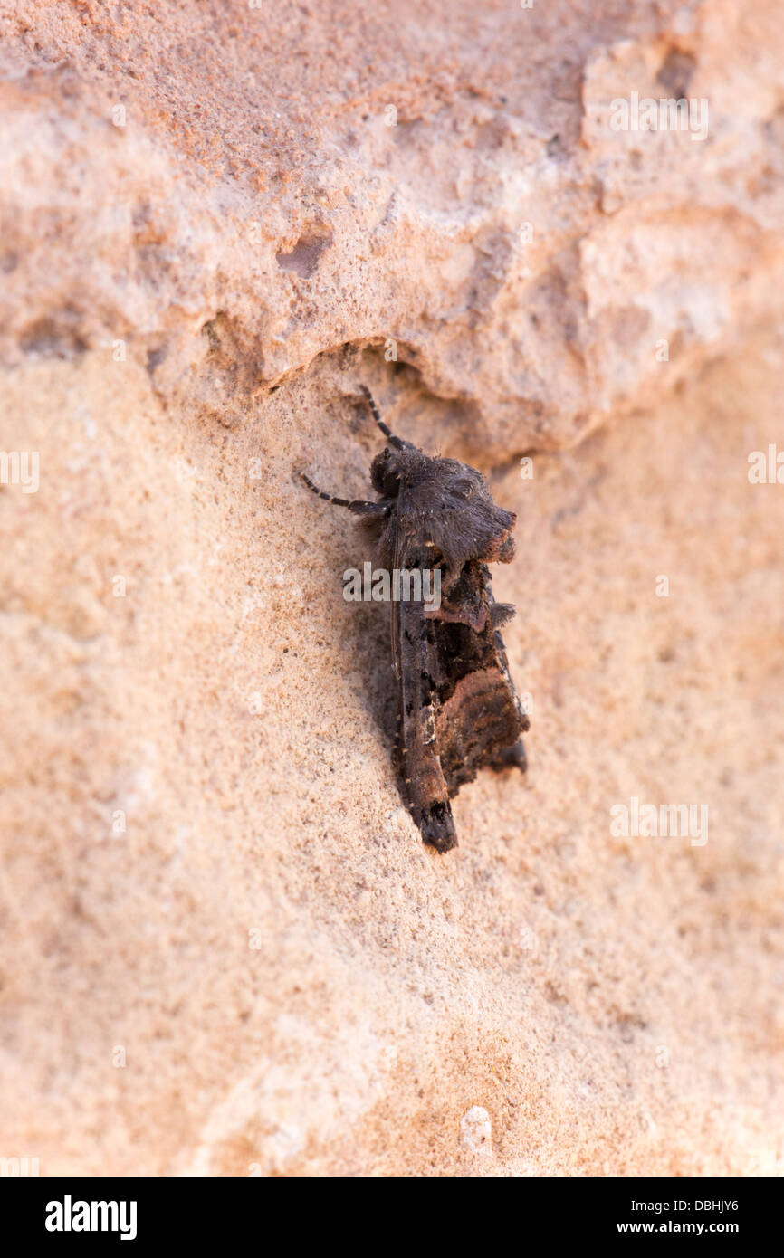 Kleine Winkel Schattierungen Euplexia Lucipara ruht auf einer Steinmauer Stockfoto