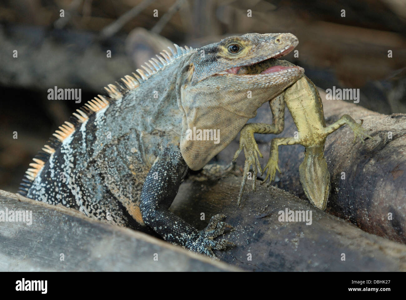 Schwarzen Langusten-tailed Leguan (Ctenosaura Similis) Essen eine junge Basilisk Eidechse Stockfoto