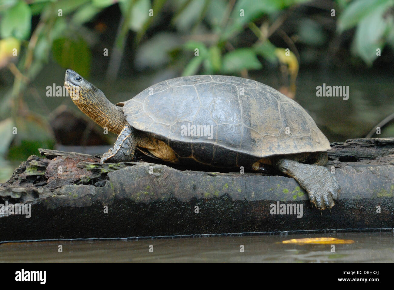 Black River Schildkröte (Rhinoclemmys Funerea) im Nationalpark Tortuguero, Costa Rica. Stockfoto