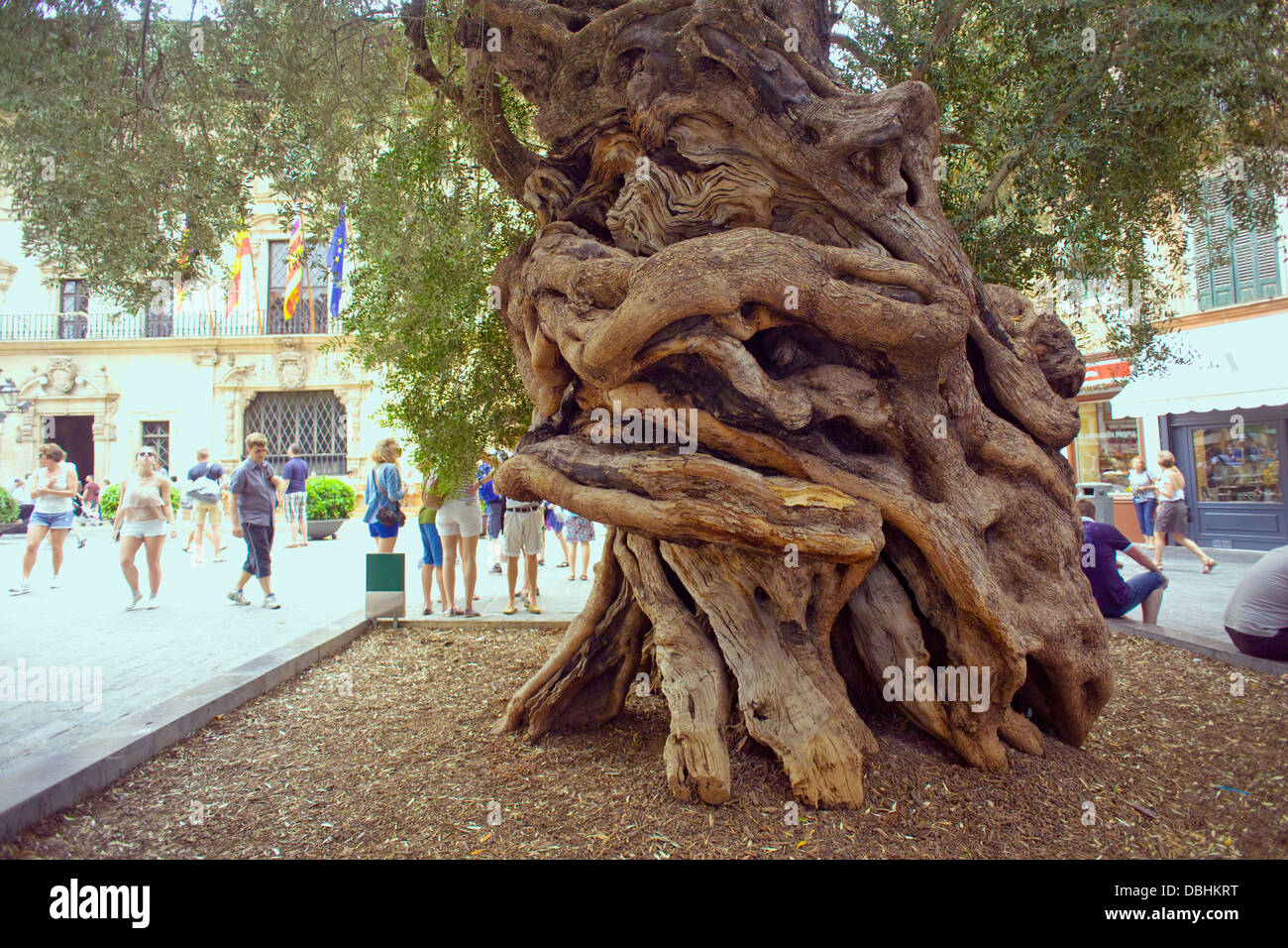 Alter Olivenbaum in Palma De Mallorca Stockfoto