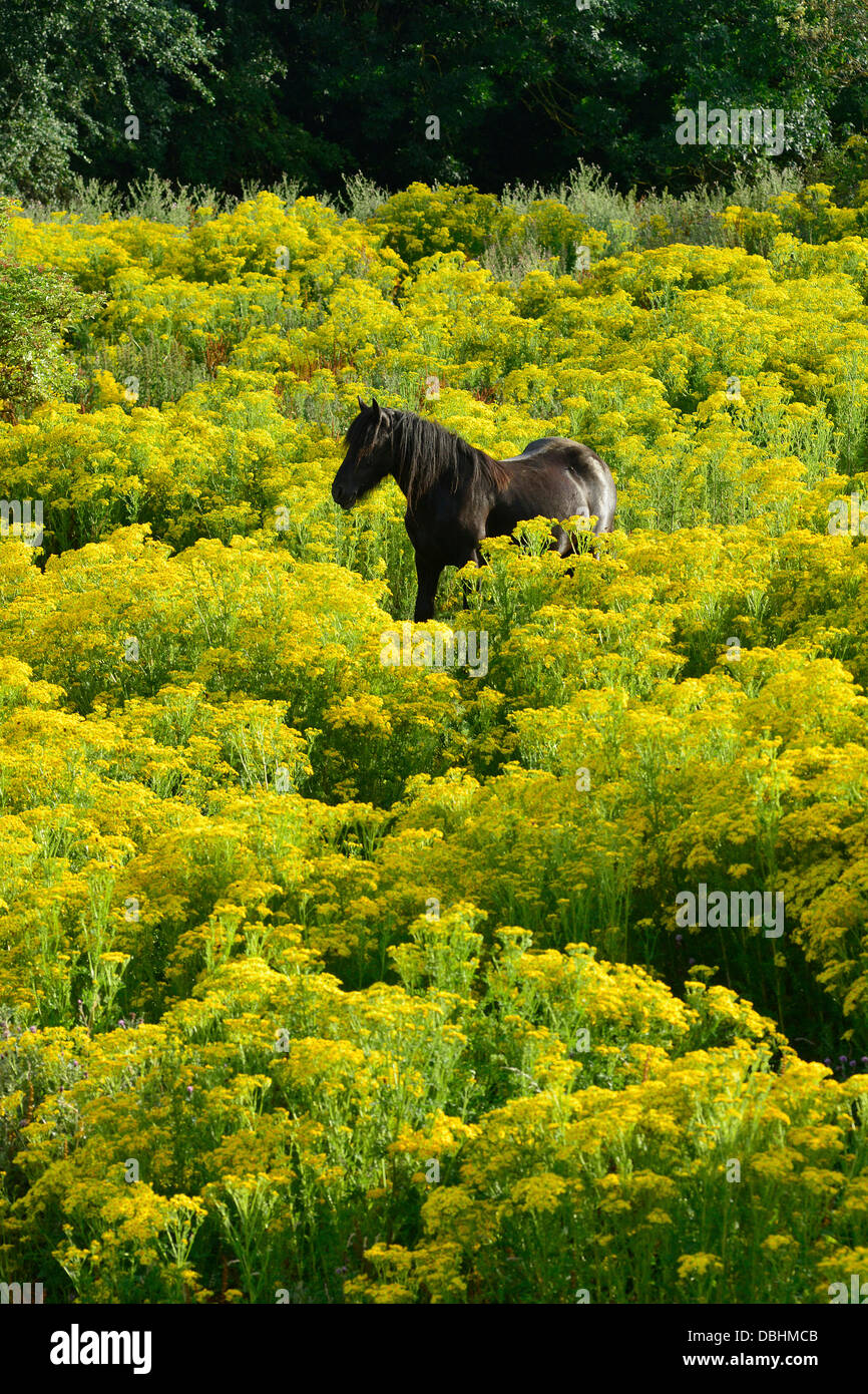 Rothwell, Northamptonshire, UK. 29. Juli 2013. Rothwell, Northamptonshire, UK. 29. Juli 2013. Ein Pony weidet auf einem Kreuzkraut bewachsenen Feld am Rothwell, Northamptonshire, 29. Juli 2013.  Bildnachweis: John Robertson/Alamy Live-Nachrichten Stockfoto