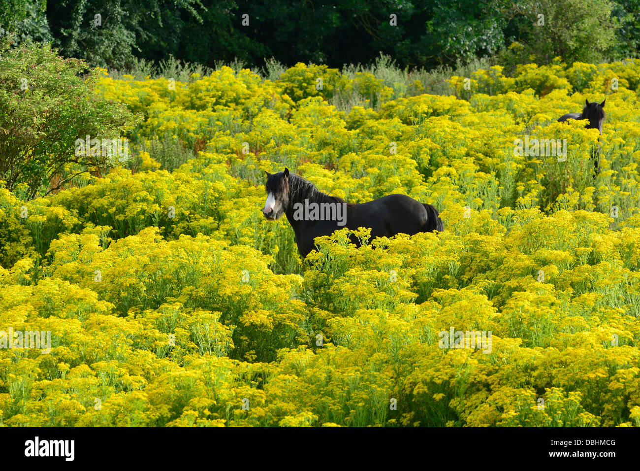 Rothwell, Northamptonshire, UK. 29. Juli 2013. Rothwell, Northamptonshire, UK. 29. Juli 2013. Ponys grasen auf einem Kreuzkraut bewachsenen Feld am Rothwell, Northamptonshire, 29. Juli 2013.  Bildnachweis: John Robertson/Alamy Live-Nachrichten Stockfoto