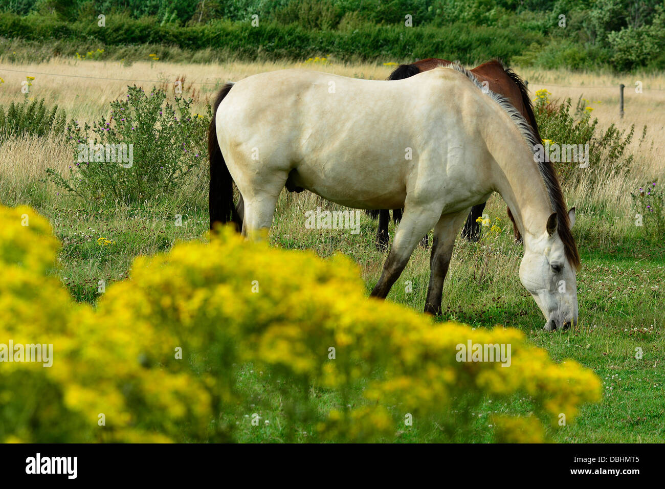 Pferde grasen auf ein Feld mit Kreuzkraut Pflanzen im Vordergrund in der Nähe von Market Harborough, Leicestershire, 29. Juli 2013.  Bildnachweis: John Robertson/Alamy Live-Nachrichten Stockfoto