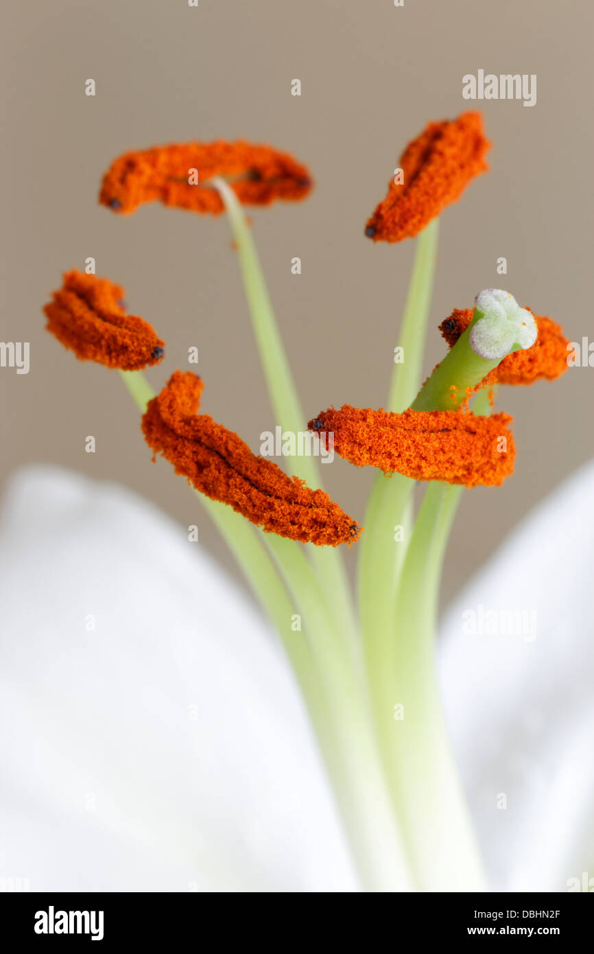 Nahaufnahme der Pollen auf Staubblätter einer weißen Lilie Stockfoto