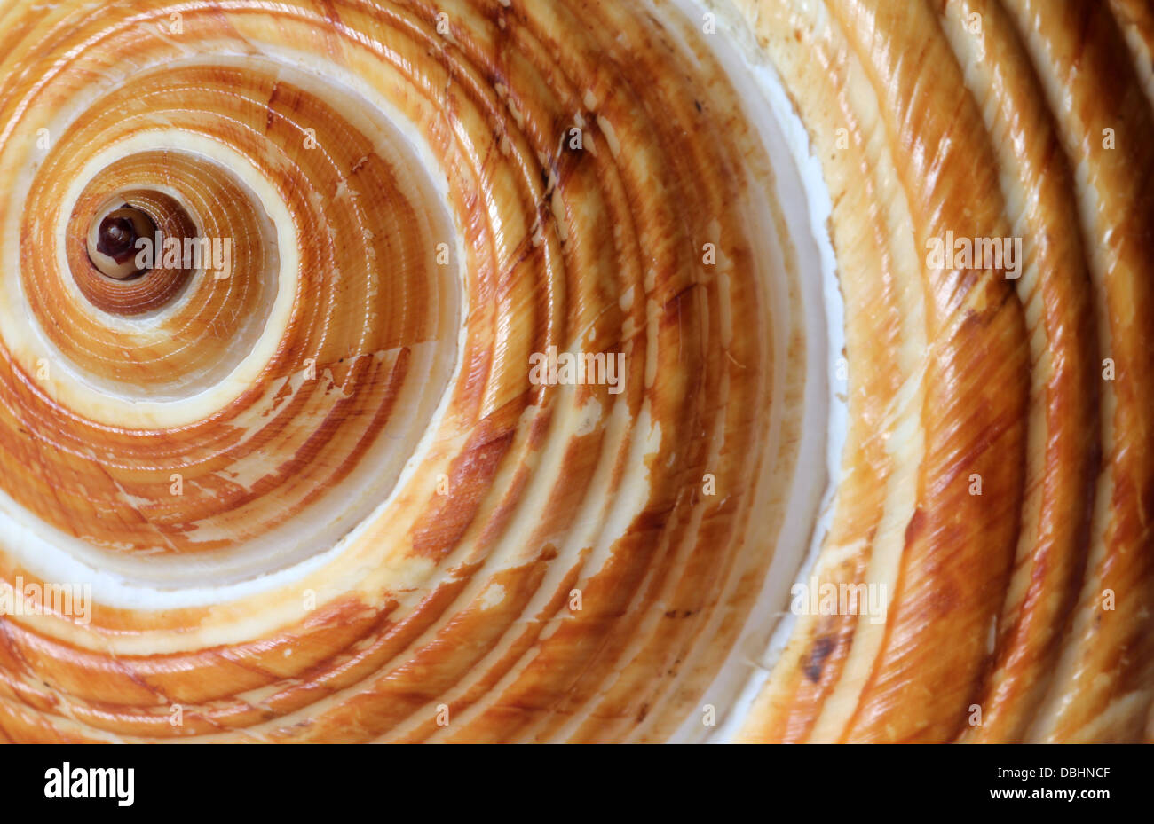 Makro-Detail tropische Muschel Stockfoto