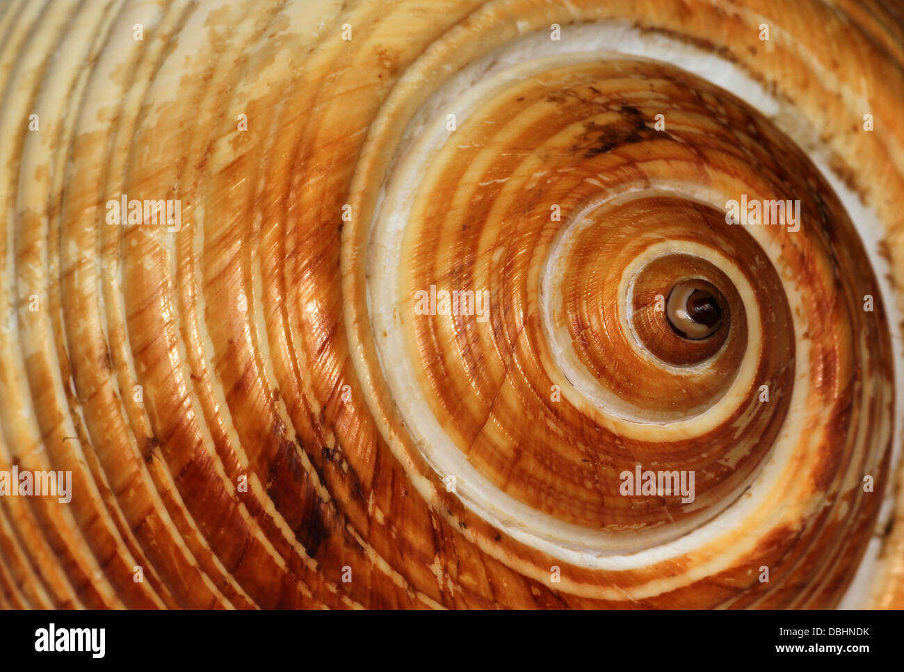 Makro-Detail tropische Muschel Stockfoto