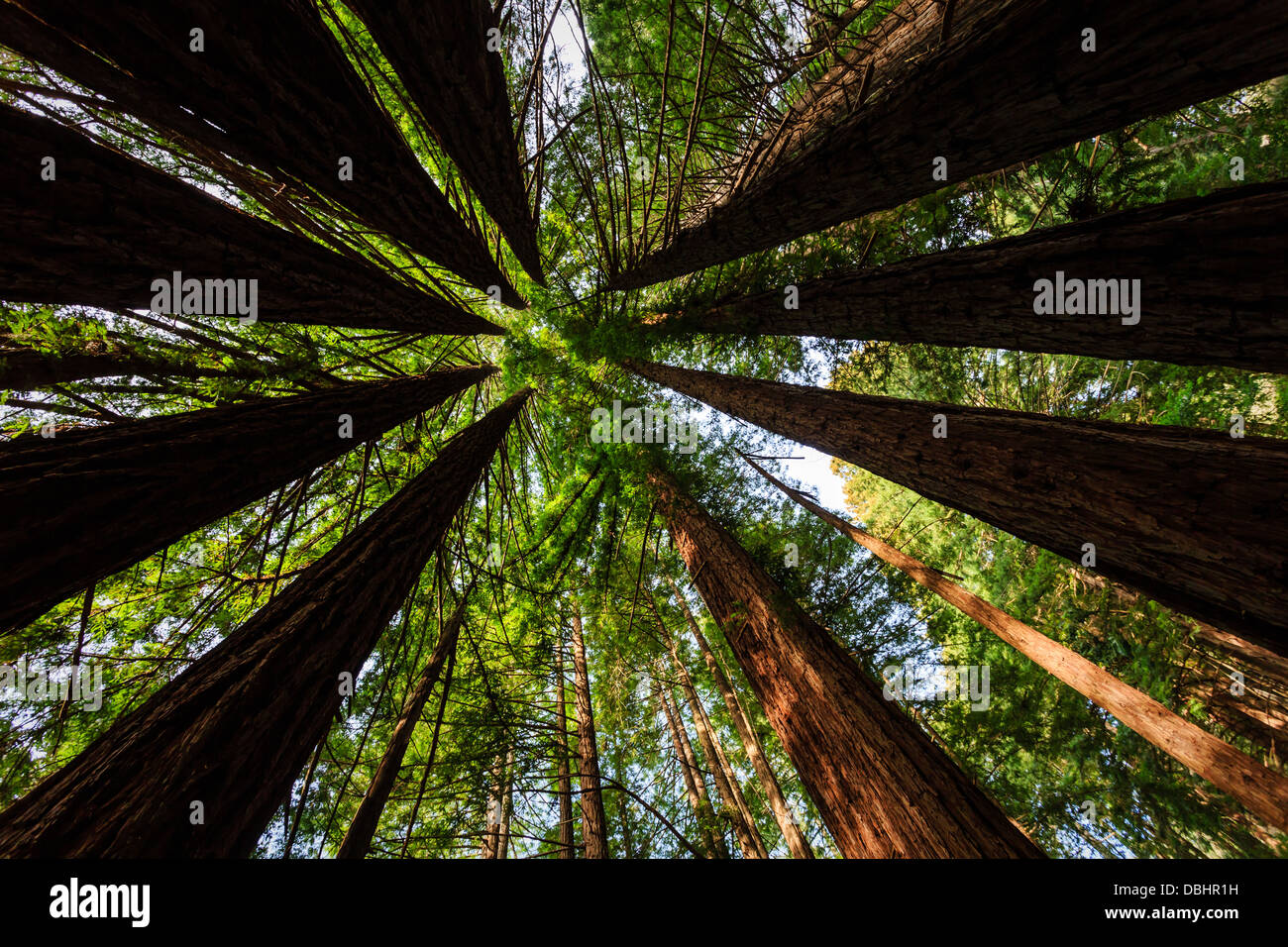 Helle grüne Laub Erzeugt einen Kreis Muster der Küsten Redwood Tree Tops sky erreichen in den Muir Woods National Monument, Ca Stockfoto