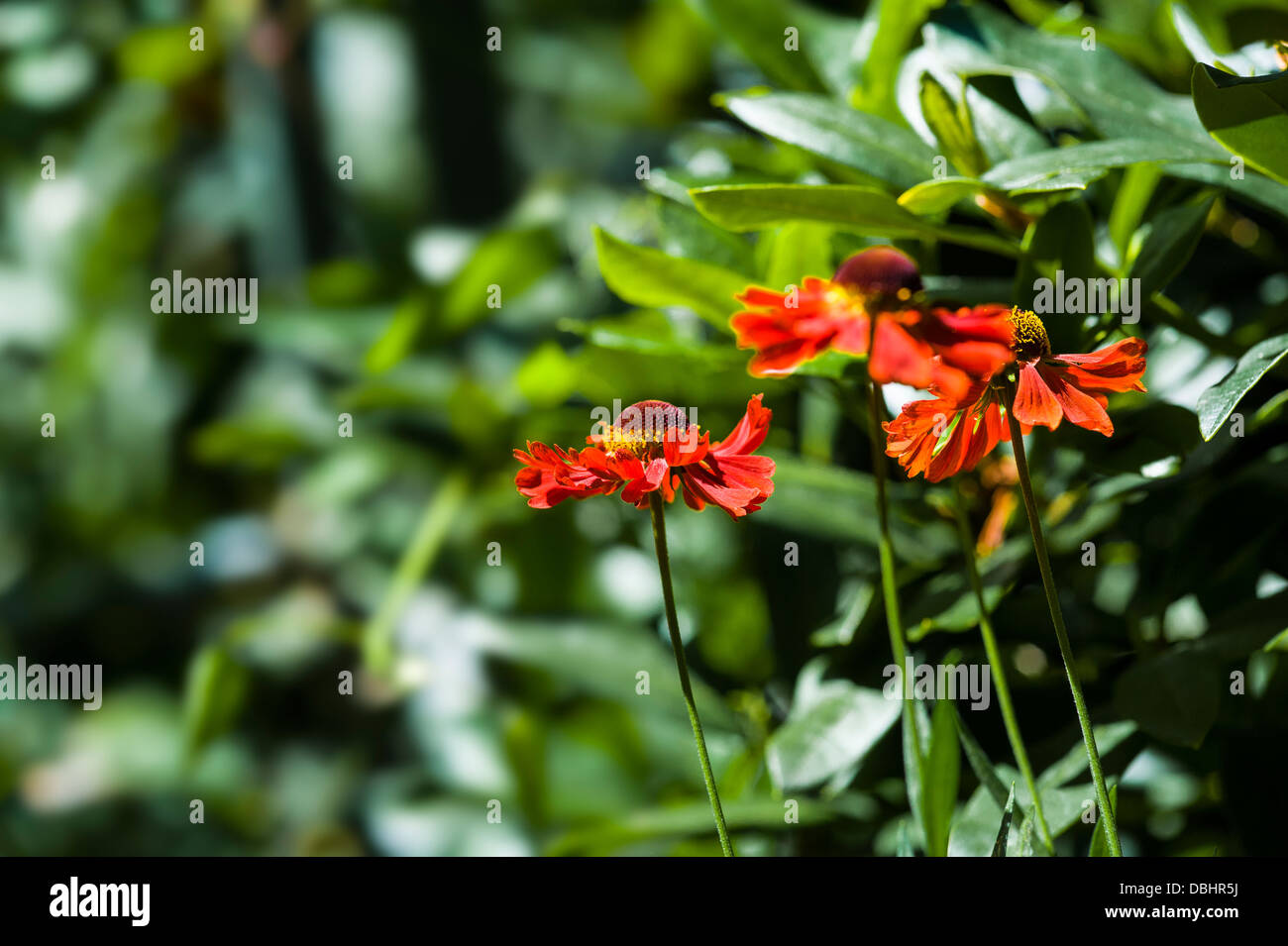 Helenium Moerheim Beauty, Helens Blume. Stockfoto