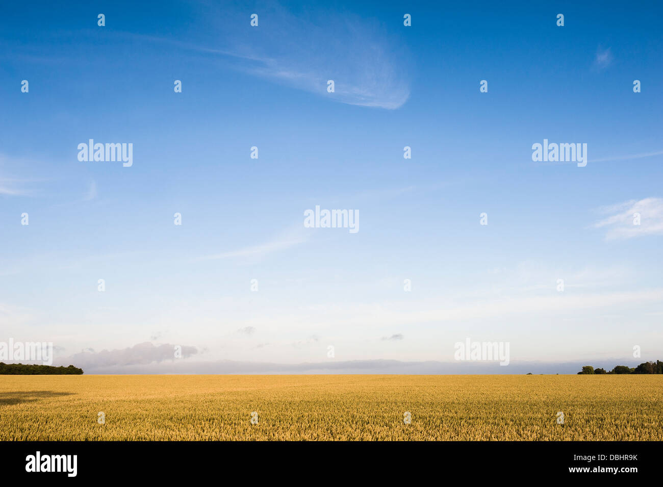 Ein Feld von Getreide, mit einem weiten blauen Himmel. Stockfoto