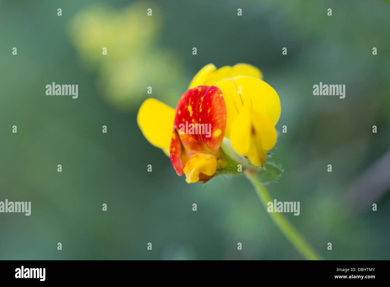 Vogels Foot Trefoil; Lotus Bcorniculatus; Cornwall; UK Stockfoto