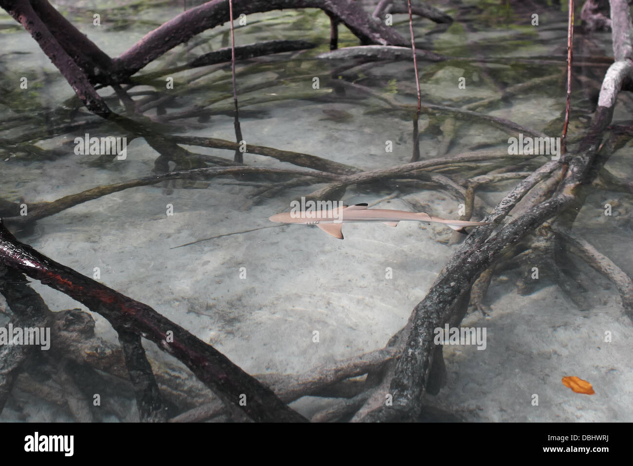 Black-Tip Riffhai in den Mangroven. Stockfoto