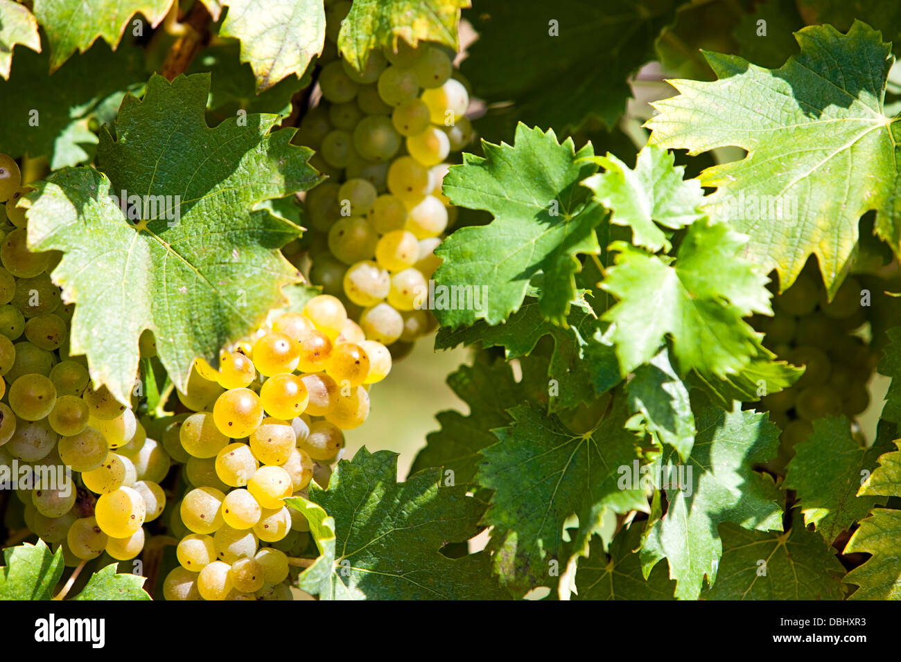 Weiße Trauben in der Sonne mit Weinberg-Hintergrund Stockfoto