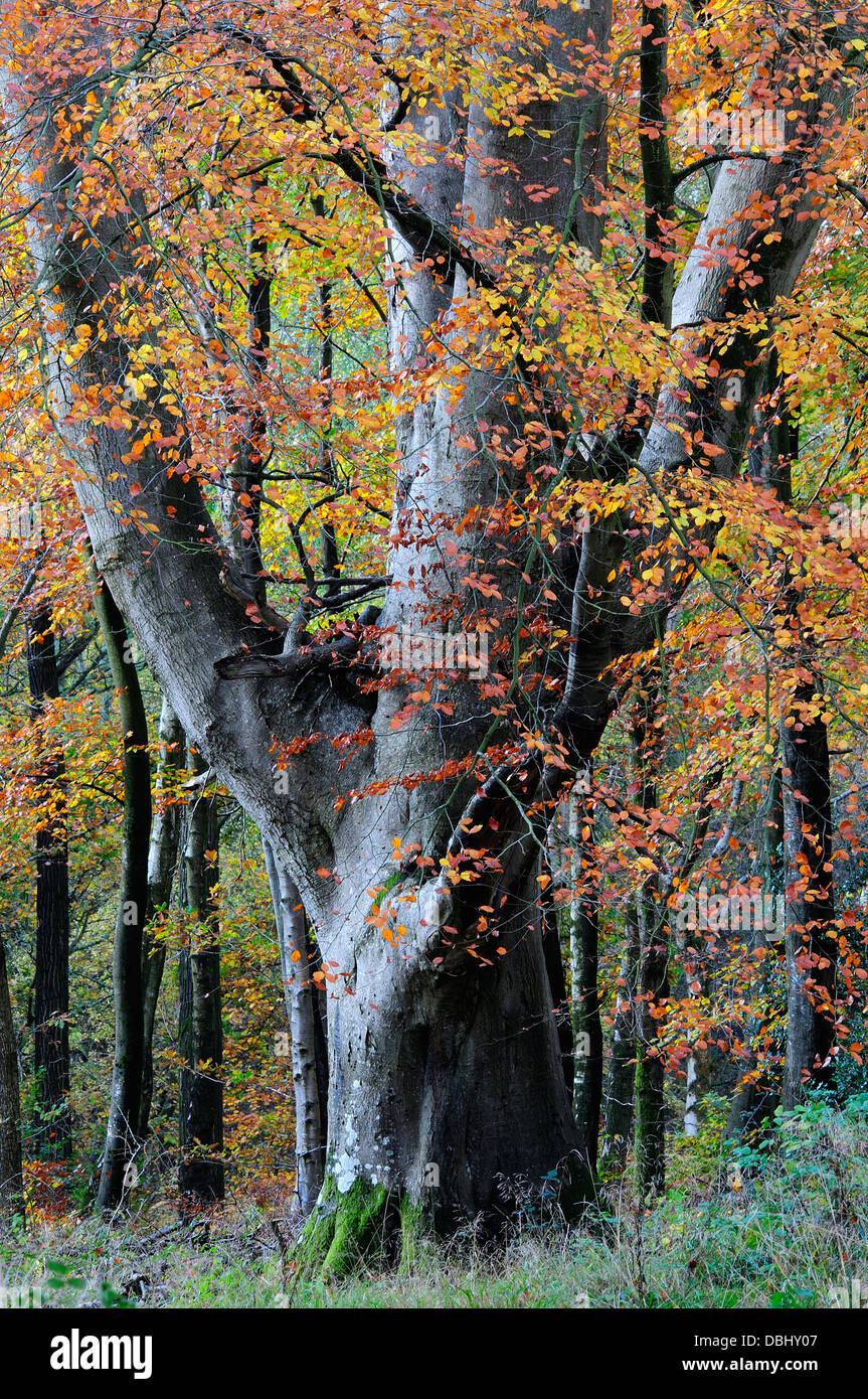 Buche Baum Fagus Sylvatica Savernake Wald Wiltshire Herbst Porträt Laubholz Stockfoto