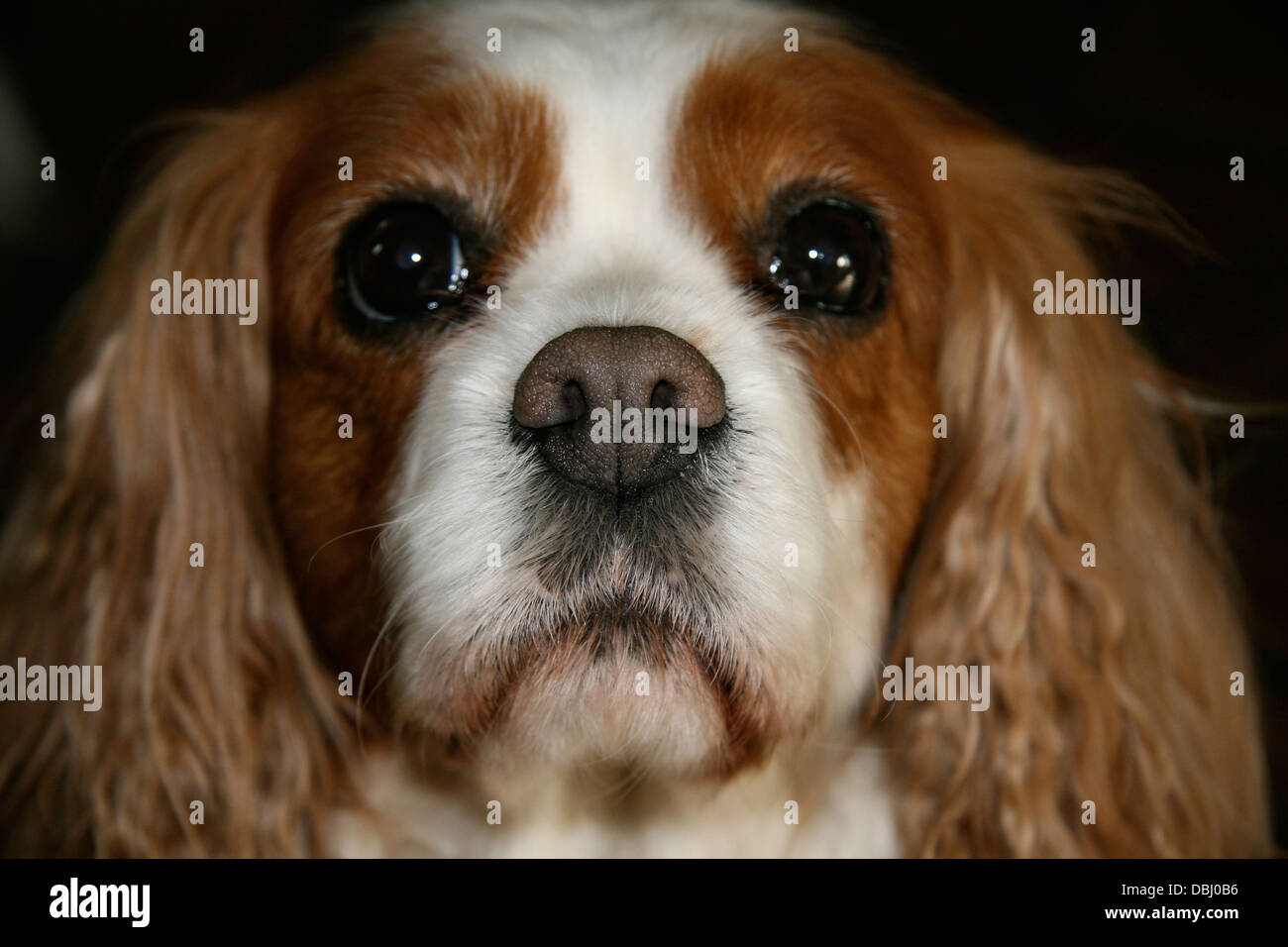 Gesicht von einer King Charles Spaniel Stockfoto