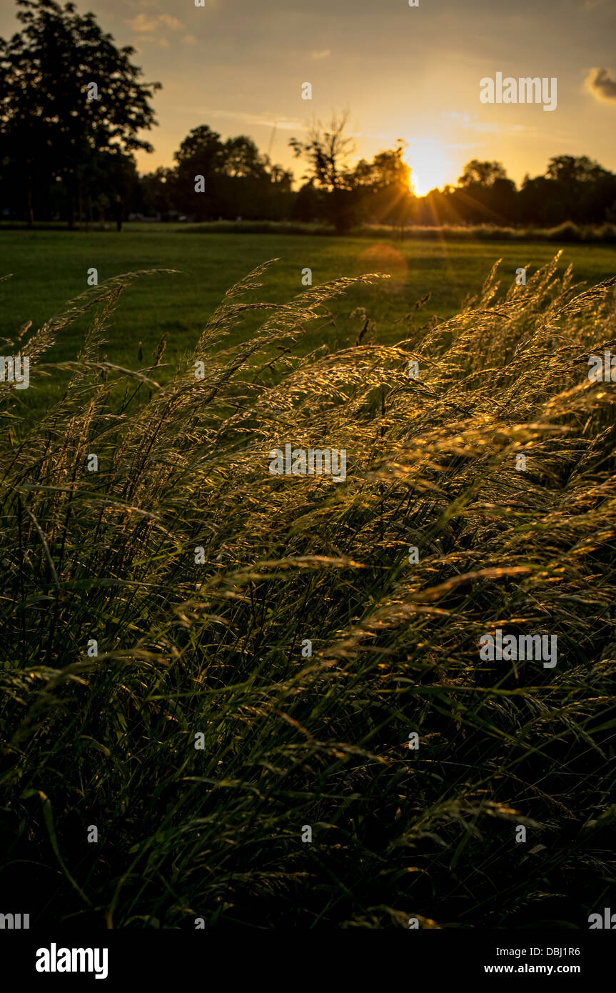 Langen Rasen in Wind in Bewegung Stockfoto