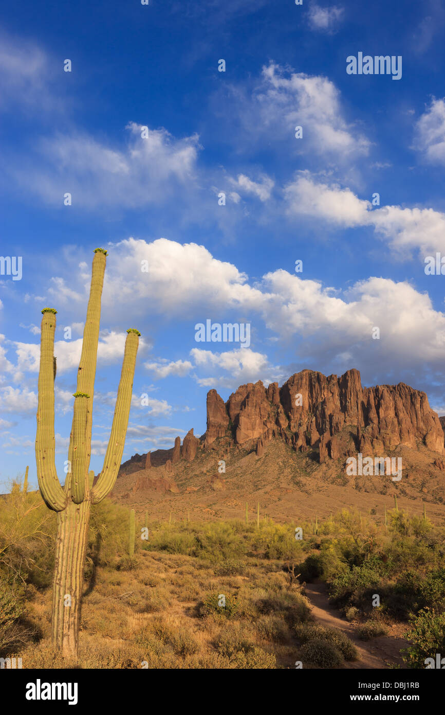 Saguaro-Kaktus im Vordergrund mit dem Aberglauben Berg in Lost Dutchman State Park, Arizona, USA Stockfoto
