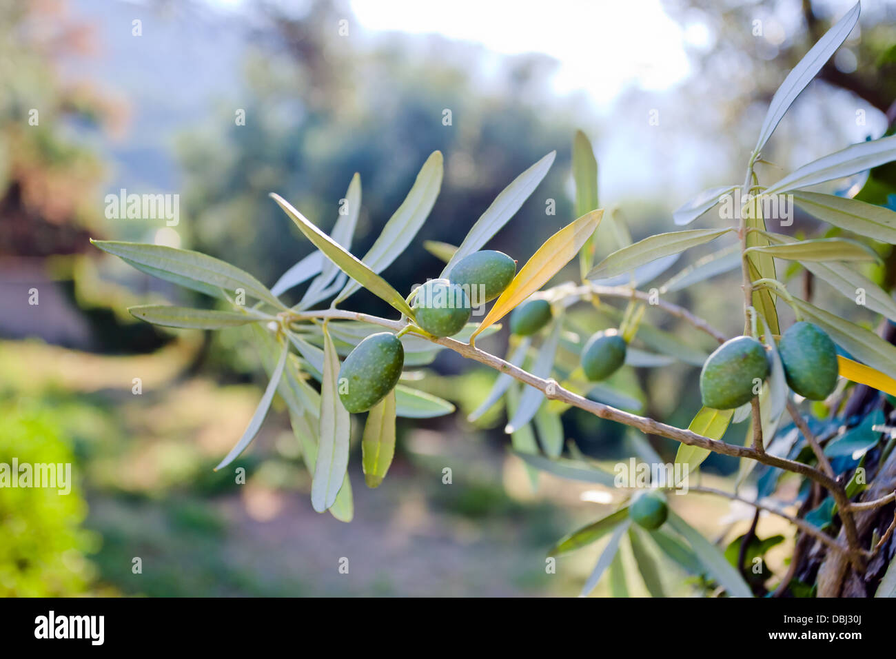 Reife grüne Oliven auf einem Ast in einem Wäldchen Stockfoto