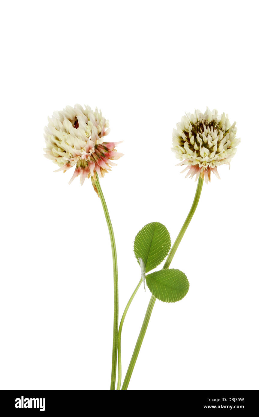 Klee (Trifolium), Blumen und Blätter, die isoliert gegen weiß Stockfoto