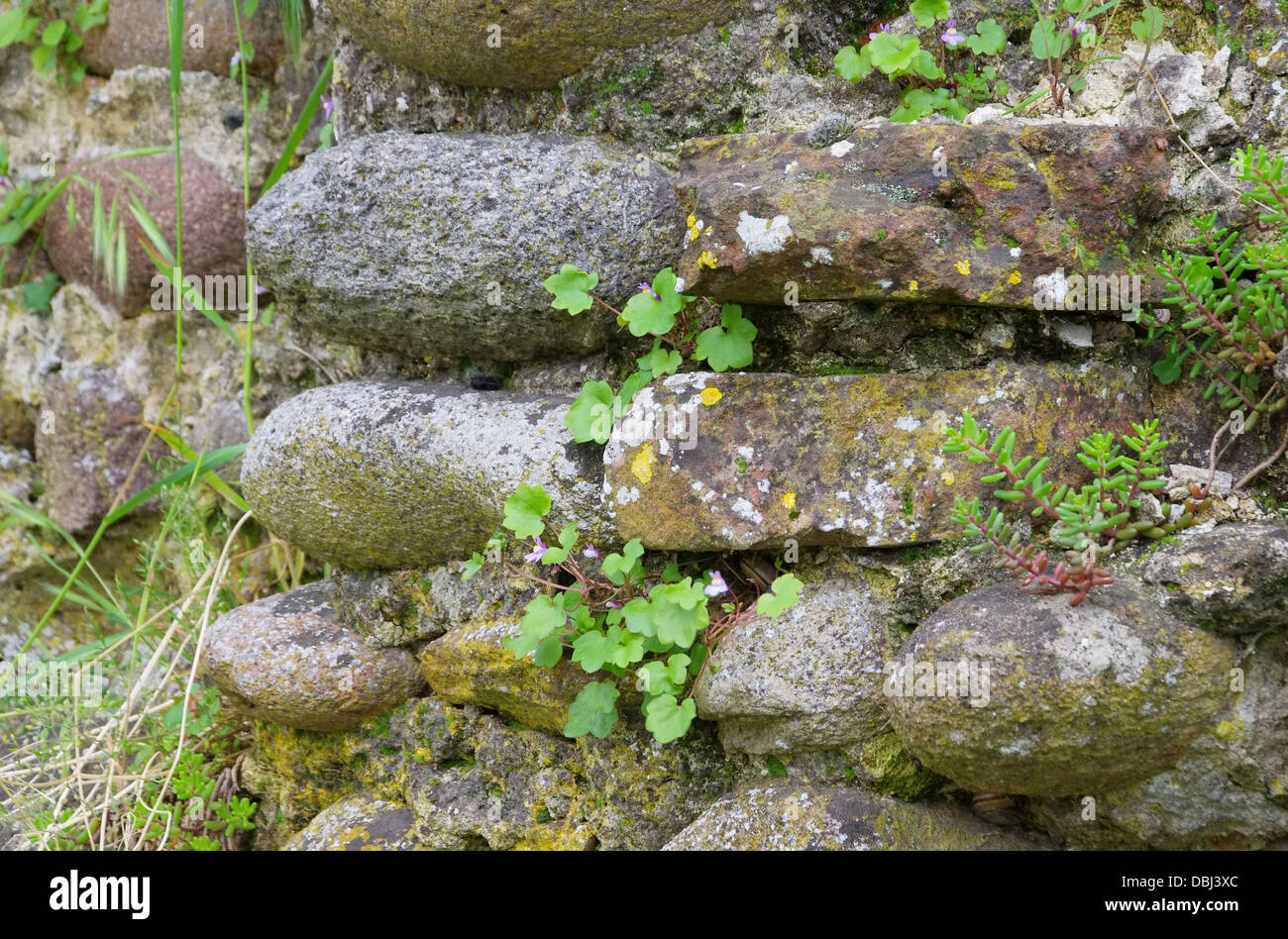 Natursteinmauer - Natursteinmauer 03 Stockfoto