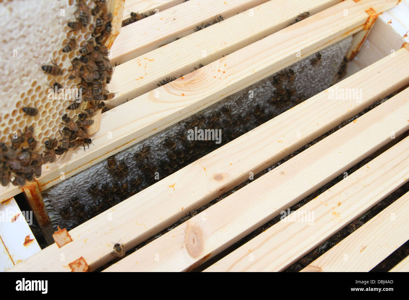 Honigbienen auf einem super Rahmen voller Honig und angeschnittene Ärmel Stockfoto