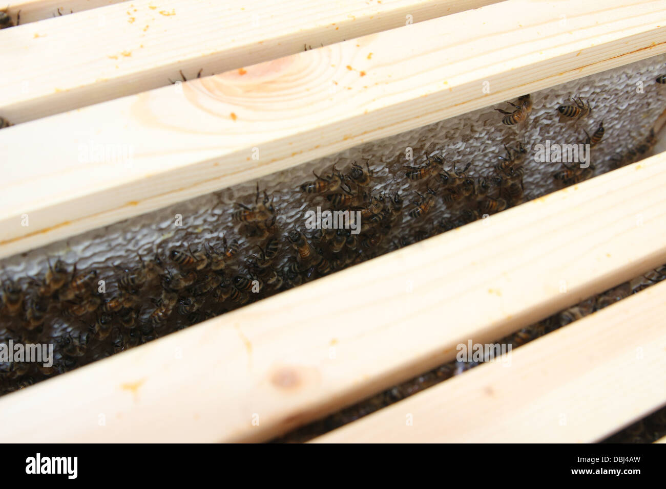 Honigbienen auf einem super Rahmen voller Honig und angeschnittene Ärmel Stockfoto