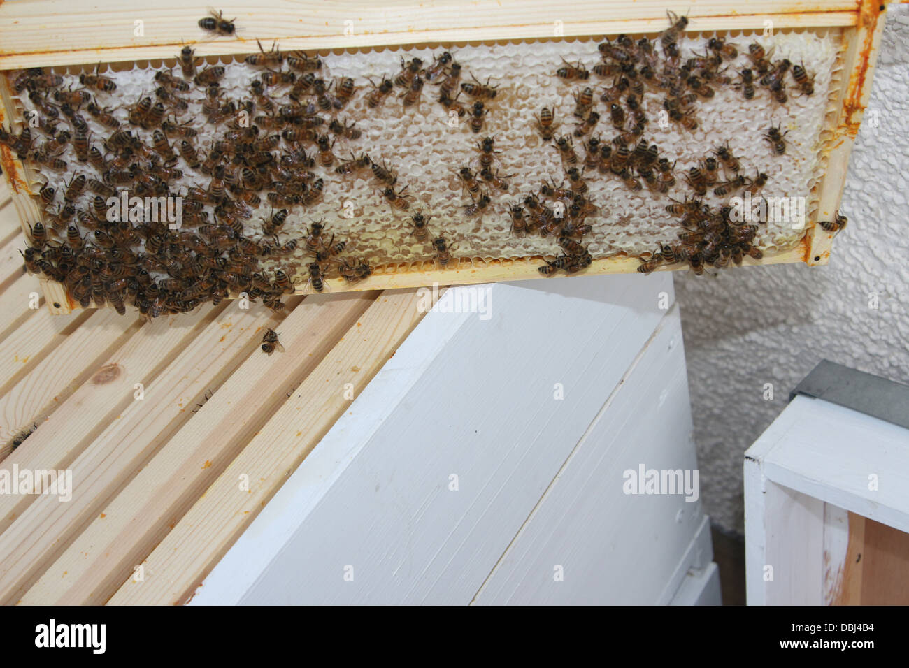 Honigbienen auf einem super Rahmen voller Honig und angeschnittene Ärmel Stockfoto