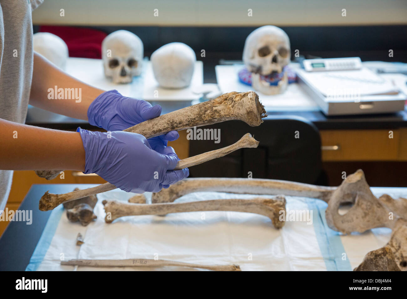 Baylor University Lab arbeitet identifizieren bleibt der unbekannten Migranten verstorbenen über die Grenze von Mexiko Stockfoto