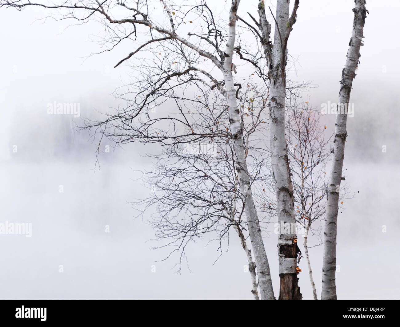 Umfallen Sie am frühen Morgen Naturkulisse von Birkenstämmen misty Lake Arrowhead Hintergrund. Pfeilspitze provinzieller Park, Ontario Stockfoto