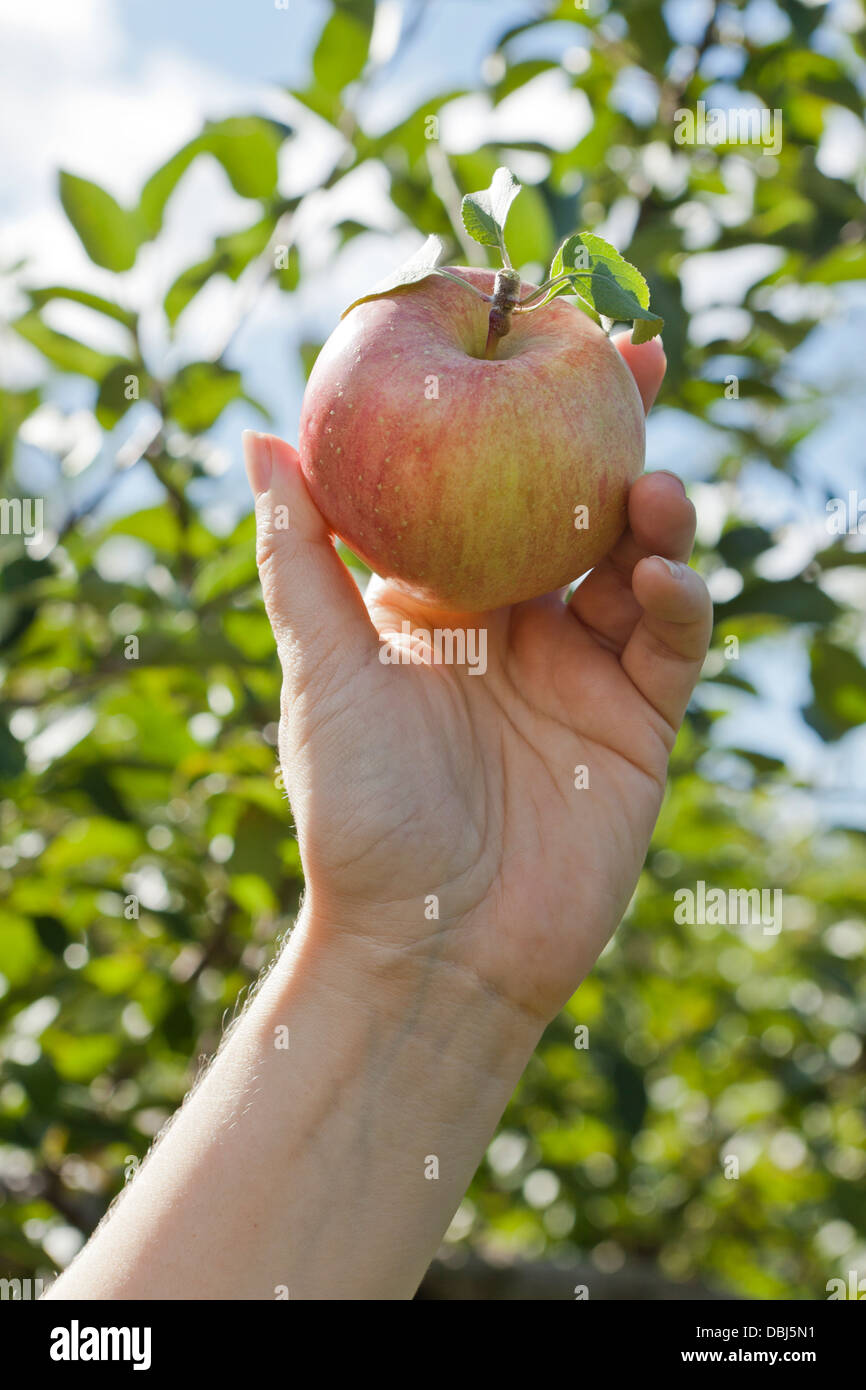 zarte Frauenhand einen Apfel pflücken, im Staat New York Stockfoto