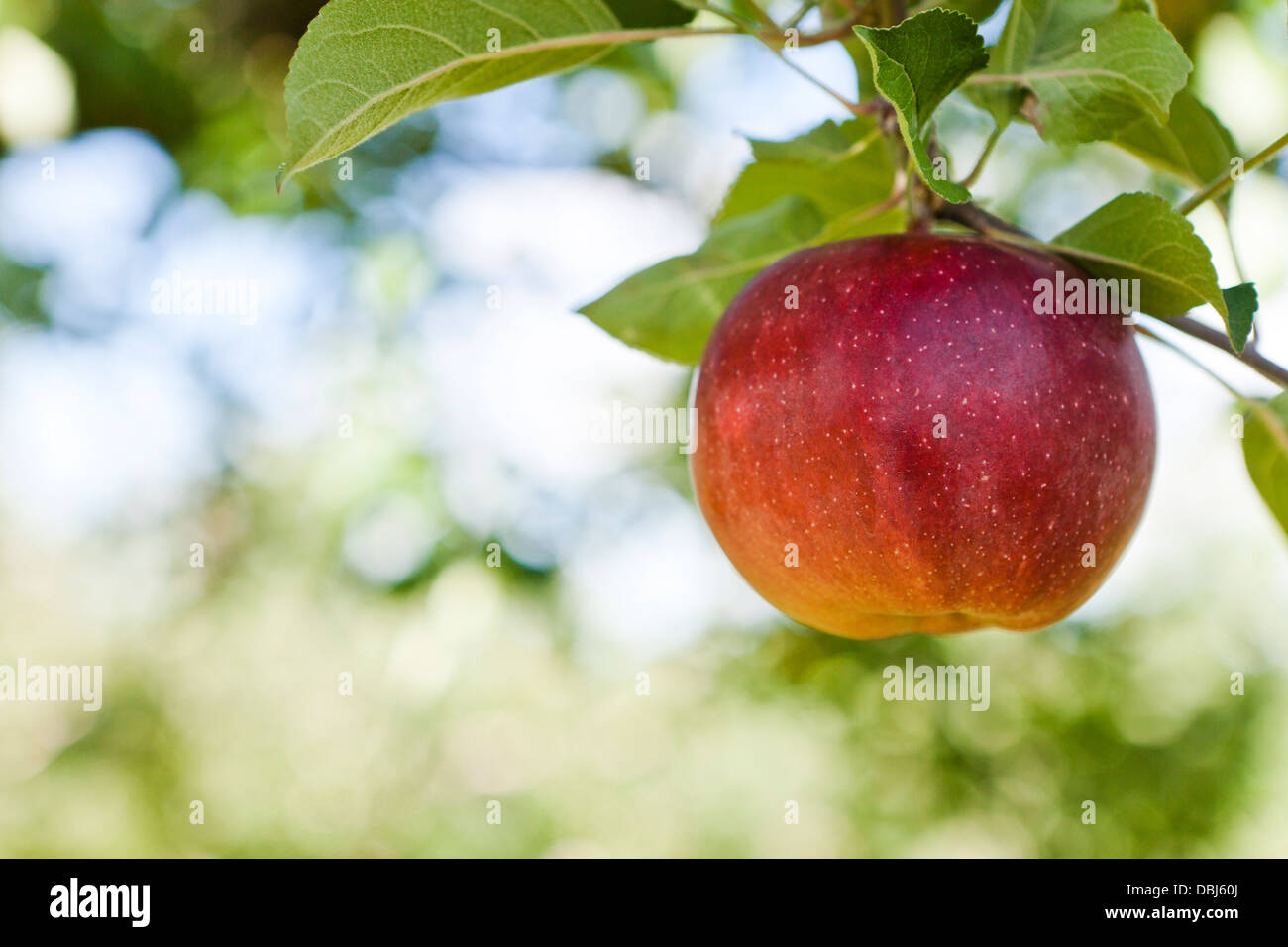 Apfel im Obstgarten im Herbst Stockfoto