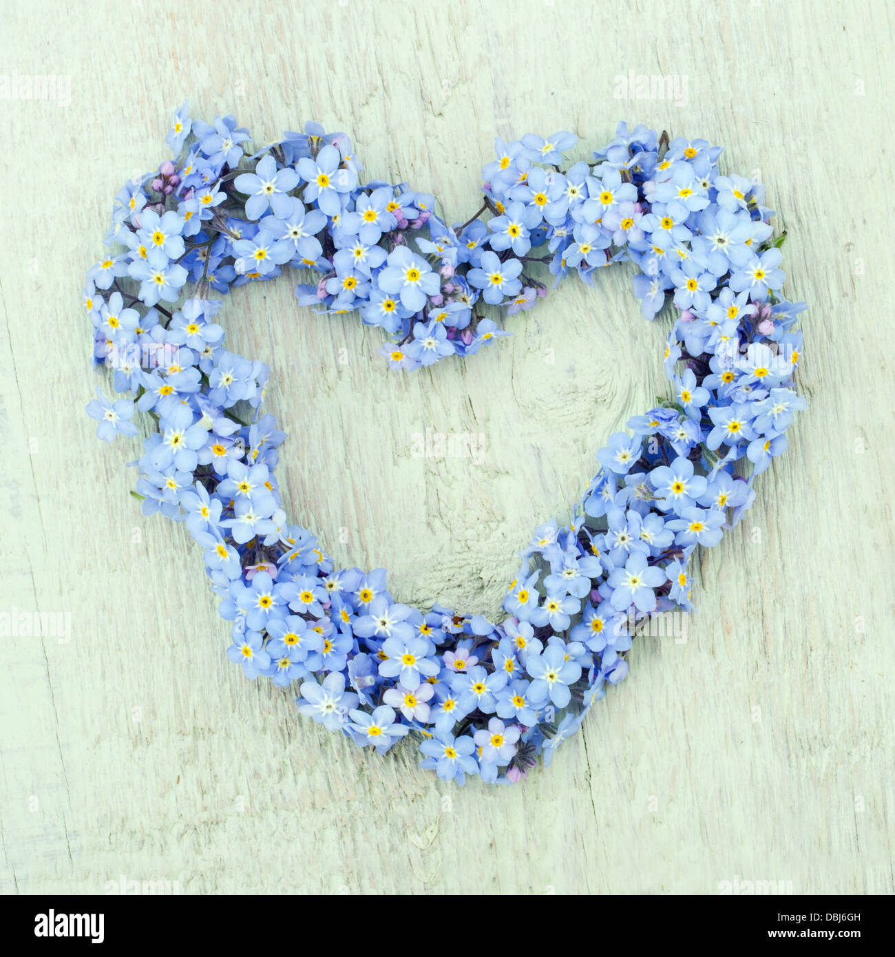 Blumenkranz von Vergissmeinnicht auf grünem Hintergrund aus Holz in Herzform Stockfoto