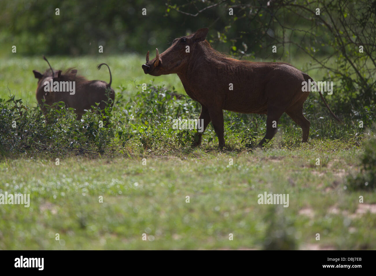 Eine Familie von Warzenschweine oder gemeinsame Warzenschweine (Phacochoerus Africanus). Warzenschwein. Selenkay Conservancy. Kenia, Afrika. Stockfoto