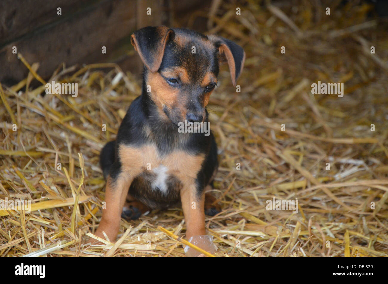 Tier, Tierwelt, Natur Stockfoto