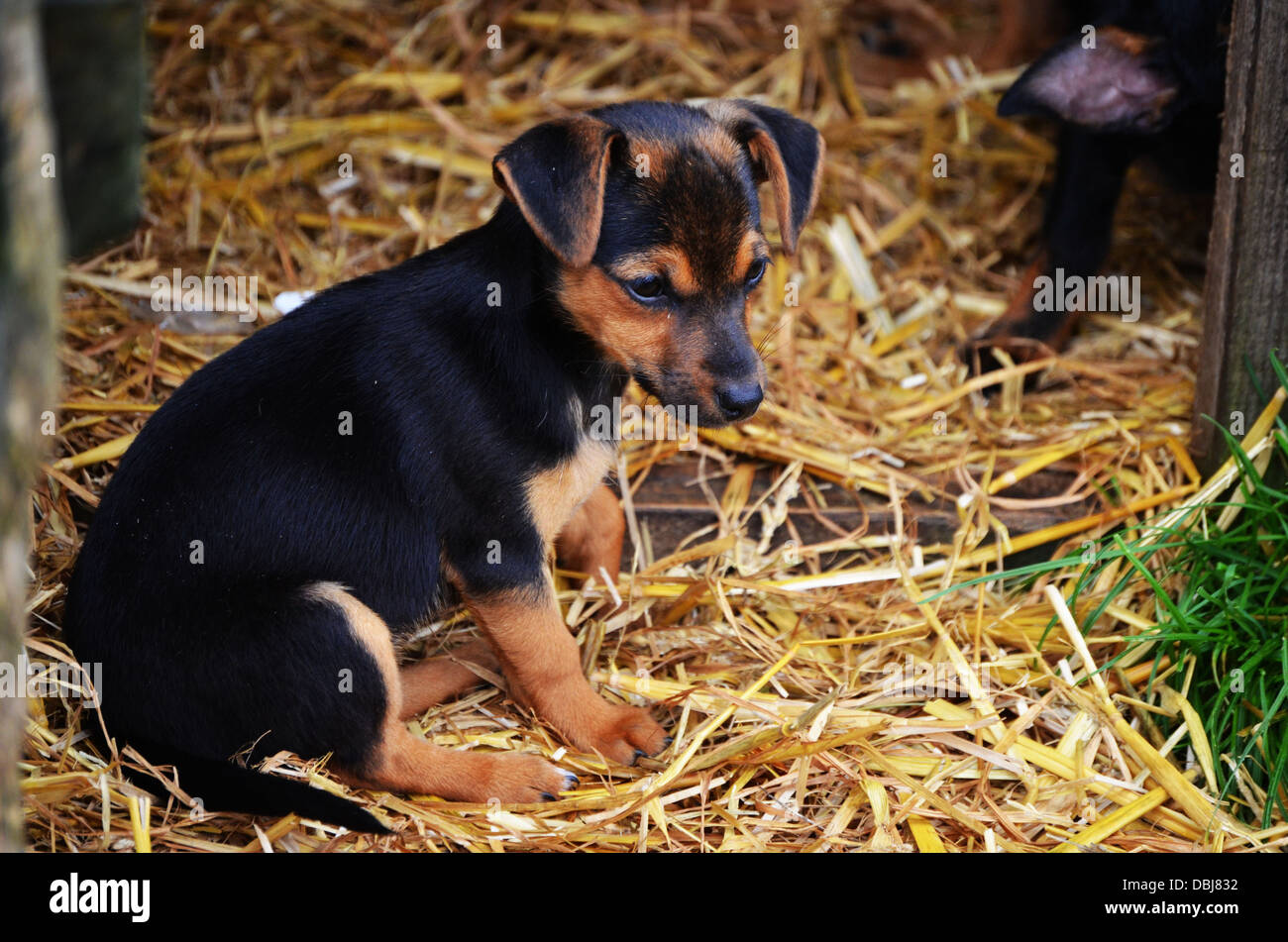 Tier, Tierwelt, Natur Stockfoto